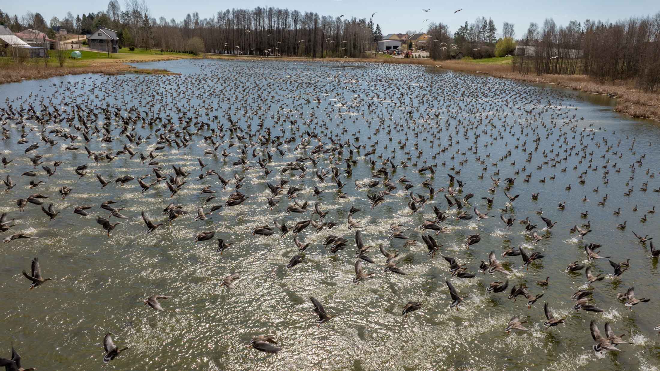 Haned tegutsevad varahommikuti ja õhtuti Navi küla põldudel. Lõuna ajal kogunetakse aga niigi saastumisega kimpus olevale Põrmu järvele. Kohalike kinnitusel on mõnel lõunal linde vähem, kuid on päevi, mil ei ole järvel vaba kohta. Foto ja video: AIGAR NAGEL